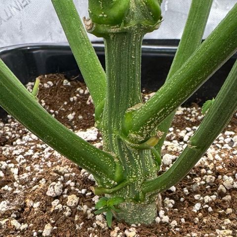 Ethos Super Lemon Reg #2 growlog timeline photo