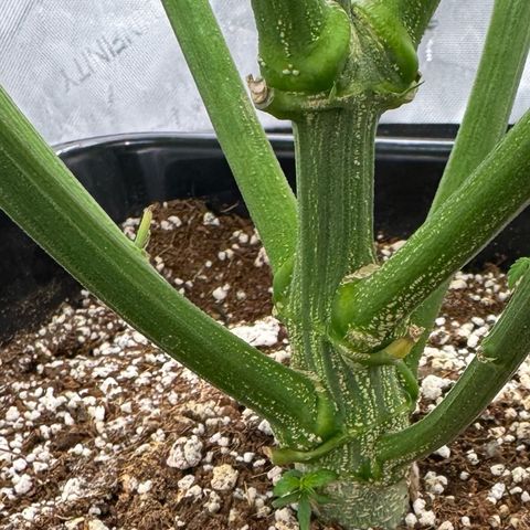 Ethos Super Lemon Reg #2 growlog timeline photo