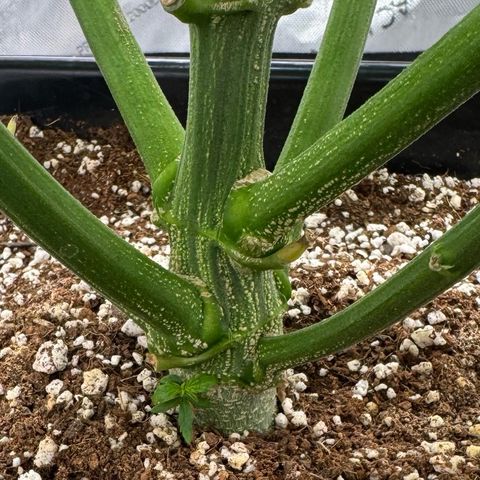 Ethos Super Lemon Reg #2 growlog timeline photo