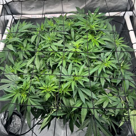 Ethos Super Lemon Reg #2 growlog timeline photo