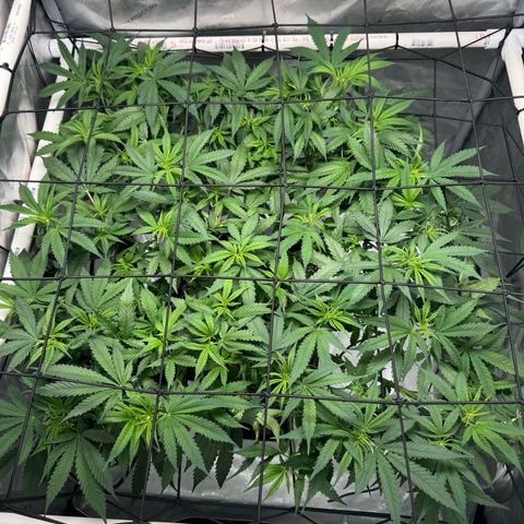 Ethos Super Lemon Reg #2 growlog timeline photo