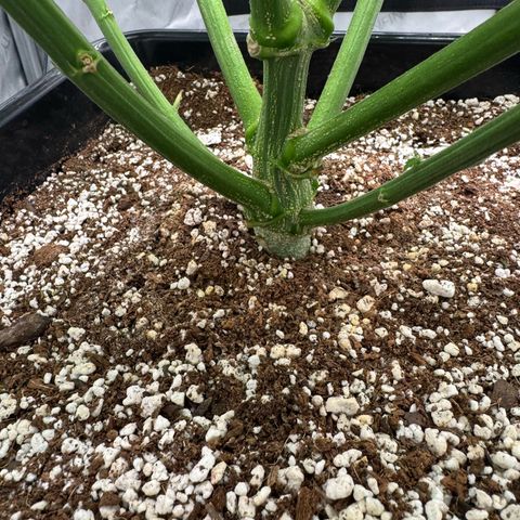 Ethos Super Lemon Reg #2 growlog timeline photo