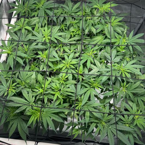 Ethos Super Lemon Reg #2 growlog timeline photo