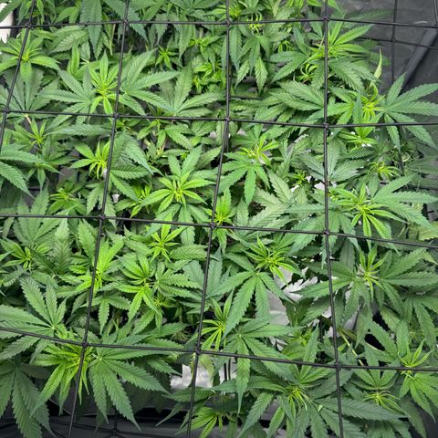 Ethos Super Lemon Reg #2 growlog timeline photo