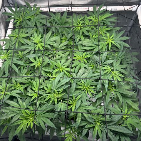 Ethos Super Lemon Reg #2 growlog timeline photo