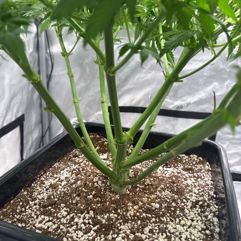 Ethos Super Lemon Reg #2 growlog timeline photo