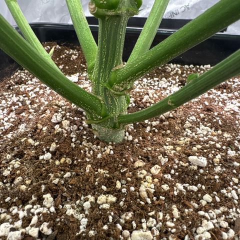 Ethos Super Lemon Reg #2 growlog timeline photo