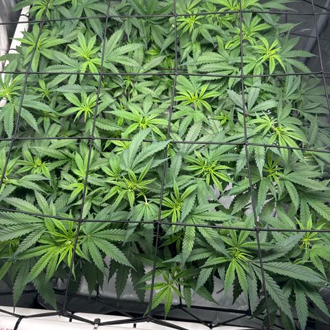 Ethos Super Lemon Reg #2 growlog timeline photo