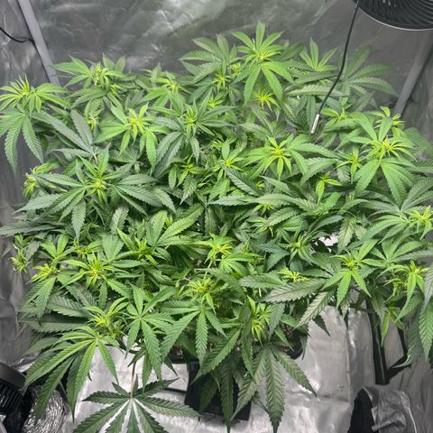 Ethos Super Lemon Reg #2 growlog photo: Took net out 