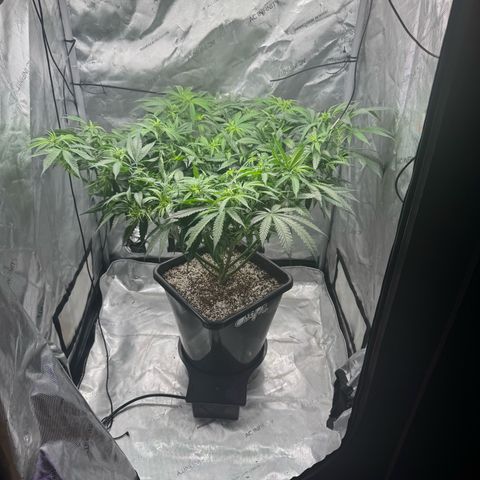 Ethos Super Lemon Reg #2 growlog photo: Took net out 