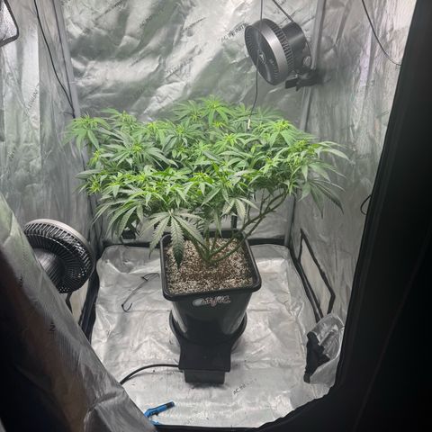 Ethos Super Lemon Reg #2 growlog photo: Took net out 