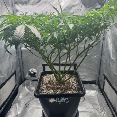 Ethos Super Lemon Reg #2 growlog photo: Took net out 
