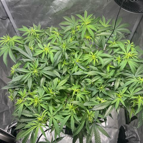 Ethos Super Lemon Reg #2 growlog photo: Took net out 