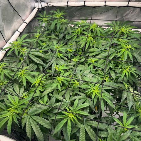 Ethos Super Lemon Reg #2 growlog photo: Took net out 