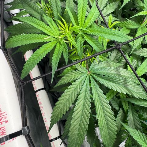 Ethos Super Lemon Reg #2 growlog photo: Took net out 