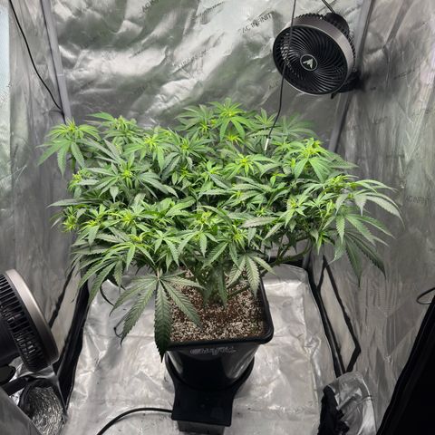 Ethos Super Lemon Reg #2 growlog photo: Took net out 