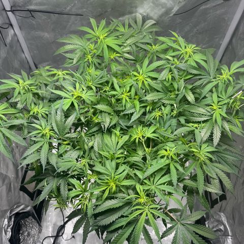 Ethos Super Lemon Reg #2 growlog photo: Took net out 
