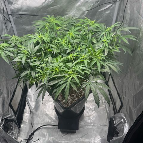 Ethos Super Lemon Reg #2 growlog photo: Took net out 
