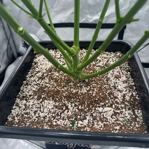 Ethos Super Lemon Reg #2 growlog photo: Put the net back on. It’s probably best I use a cheap net do the next photo run 