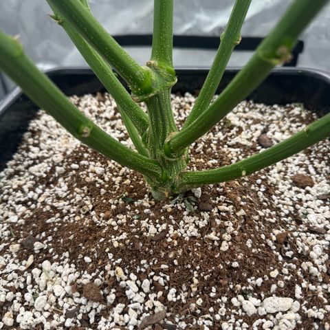 Ethos Super Lemon Reg #2 growlog photo: Put the net back on. It’s probably best I use a cheap net do the next photo run 