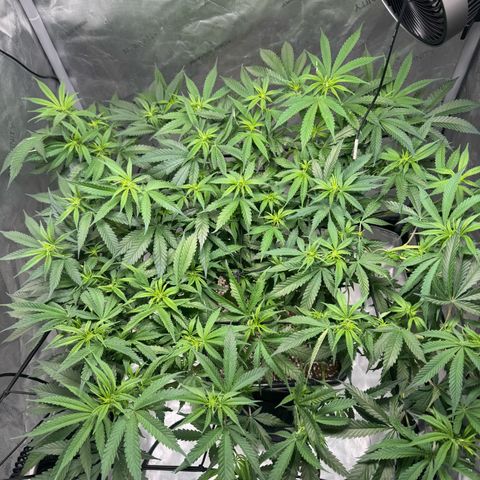 Ethos Super Lemon Reg #2 growlog photo: Put the net back on. It’s probably best I use a cheap net do the next photo run 