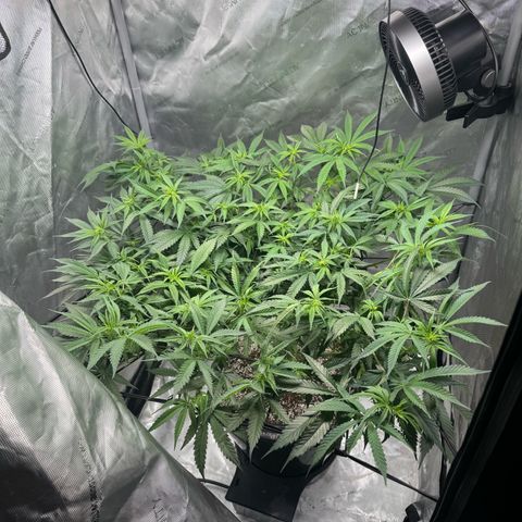 Ethos Super Lemon Reg #2 growlog photo: Put the net back on. It’s probably best I use a cheap net do the next photo run 
