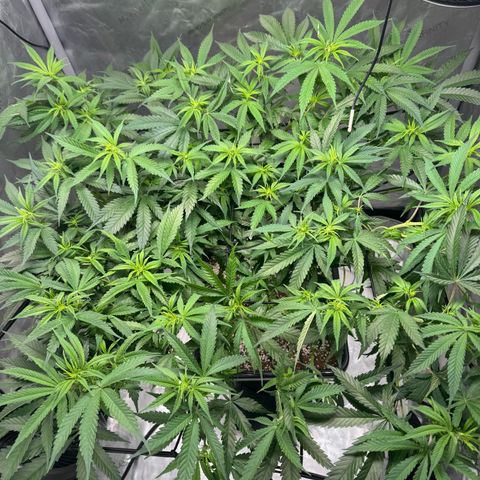 Ethos Super Lemon Reg #2 growlog photo: Put the net back on. It’s probably best I use a cheap net do the next photo run 