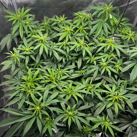 Ethos Super Lemon Reg #2 growlog timeline photo