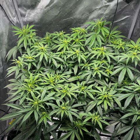 Ethos Super Lemon Reg #2 growlog timeline photo
