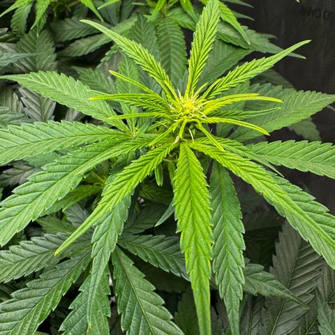 Ethos Super Lemon Reg #2 growlog timeline photo