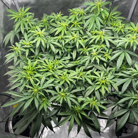 Ethos Super Lemon Reg #2 growlog timeline photo