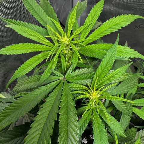 Ethos Super Lemon Reg #2 growlog timeline photo