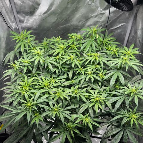 Ethos Super Lemon Reg #2 growlog timeline photo