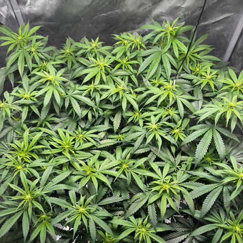 Ethos Super Lemon Reg #2 growlog timeline photo