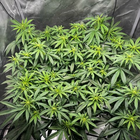 Ethos Super Lemon Reg #2 growlog timeline photo