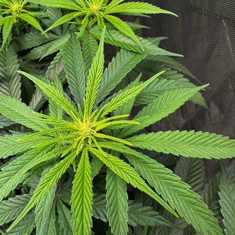 Ethos Super Lemon Reg #2 growlog timeline photo
