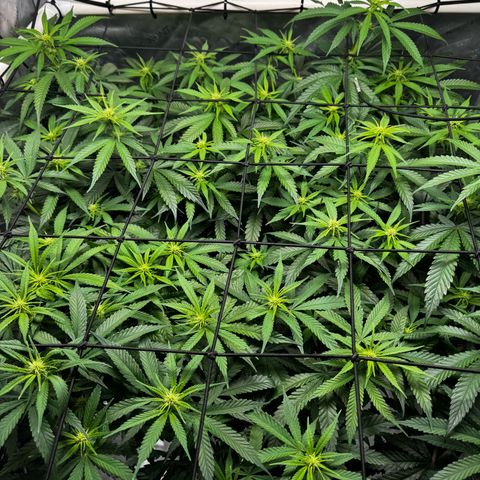Ethos Super Lemon Reg #2 growlog timeline photo
