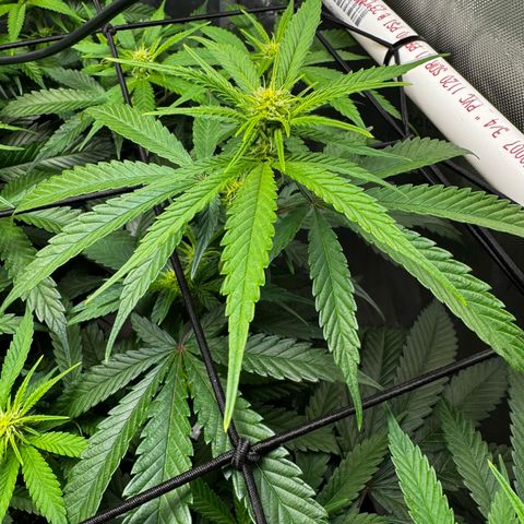 Ethos Super Lemon Reg #2 growlog timeline photo
