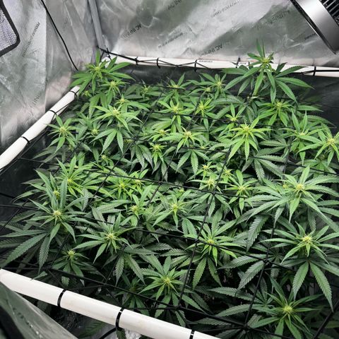 Ethos Super Lemon Reg #2 growlog photo: Pollinated one branch for SLH x DLA 5.3