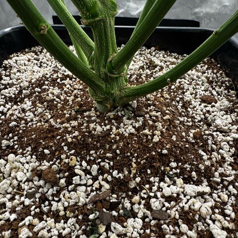 Ethos Super Lemon Reg #2 growlog photo: Pollinated one branch for SLH x DLA 5.3