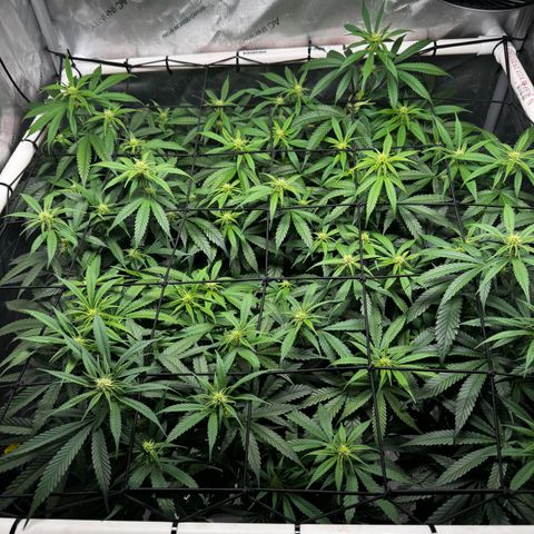 Ethos Super Lemon Reg #2 growlog photo: Pollinated one branch for SLH x DLA 5.3