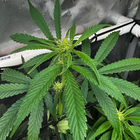 Ethos Super Lemon Reg #2 growlog photo: Pollinated one branch for SLH x DLA 5.3