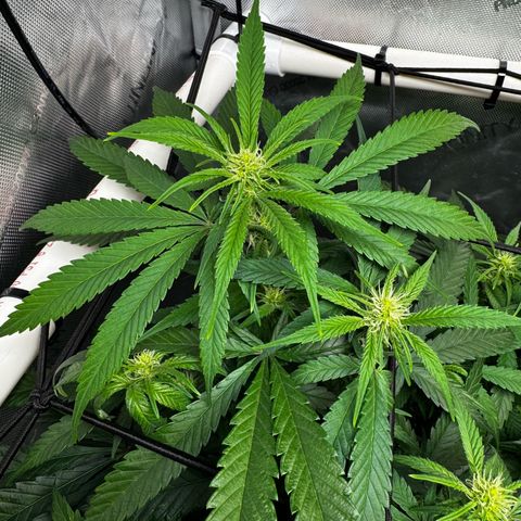 Ethos Super Lemon Reg #2 growlog photo: Pollinated one branch for SLH x DLA 5.3