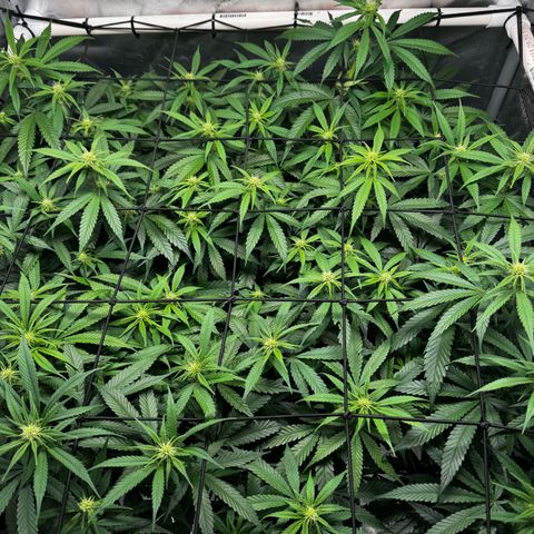 Ethos Super Lemon Reg #2 growlog photo: Pollinated one branch for SLH x DLA 5.3