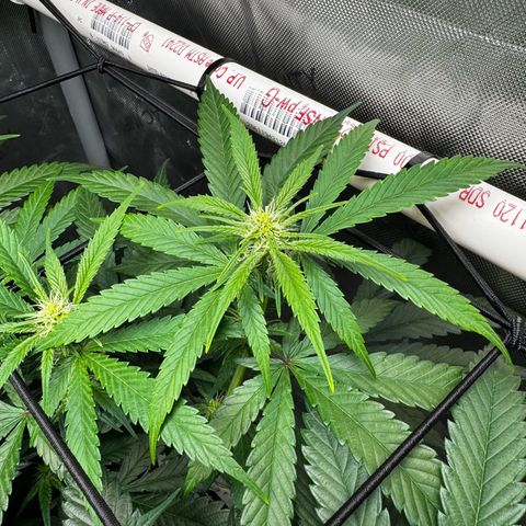 Ethos Super Lemon Reg #2 growlog photo: Pollinated one branch for SLH x DLA 5.3