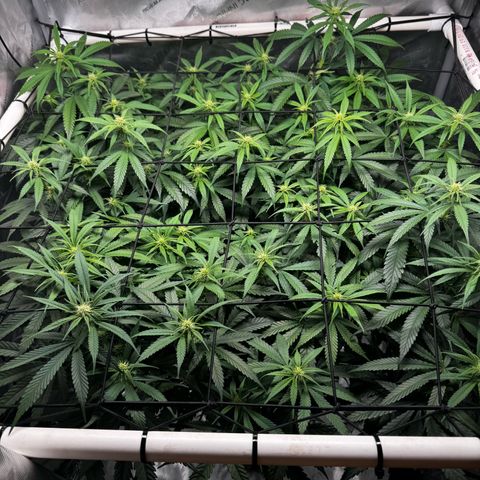 Ethos Super Lemon Reg #2 growlog photo: Pollinated one branch for SLH x DLA 5.3