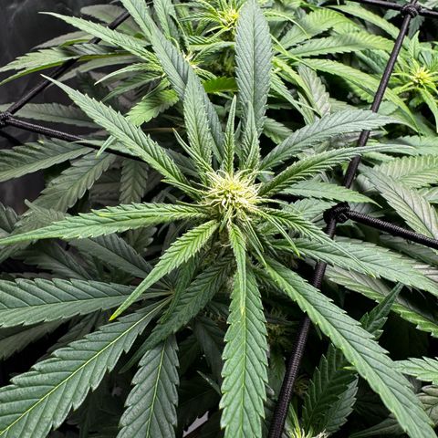 Ethos Super Lemon Reg #2 growlog photo: Pollinated one branch for SLH x DLA 5.3