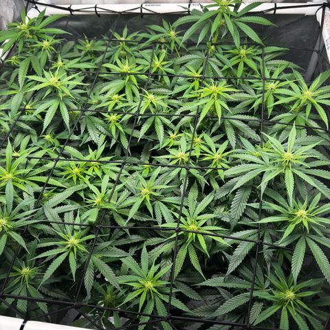 Ethos Super Lemon Reg #2 growlog photo: Pollinated one branch for SLH x DLA 5.3