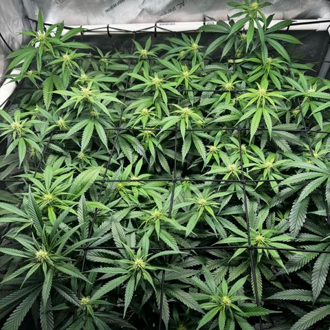 Ethos Super Lemon Reg #2 growlog timeline photo