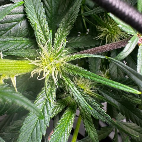 Ethos Super Lemon Reg #2 growlog timeline photo
